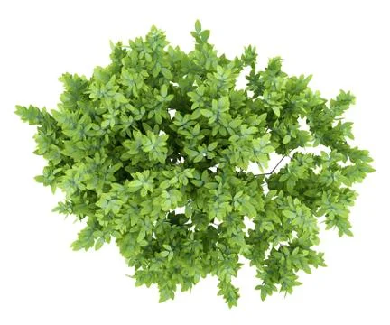 Top view of lemon tree isolated on white background. 3d illustration Stock Illustration