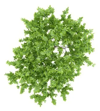 Top view of lemon tree isolated on white background. 3d illustration Stock Illustration