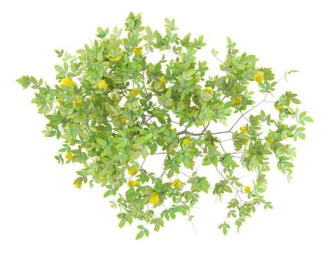 Top view of lemon tree with lemons isolated on white background. 3d illustrat Stock Illustration
