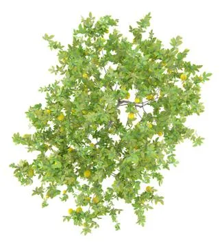 Top view of lemon tree with lemons isolated on white background. 3d illustrat Stock Illustration
