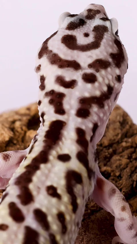 Top View of a Leopard Gecko Crawling Over a Textured Rock Stock Footage 328266871
