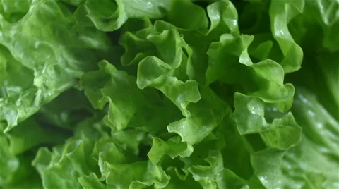 Top view of Lettuce rotating Stock Footage 62327040