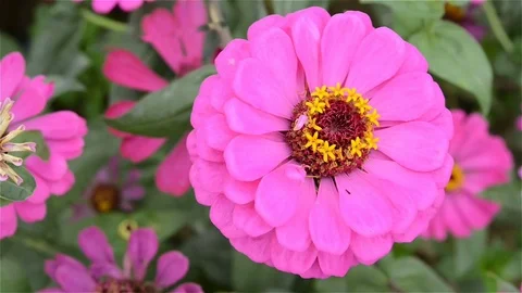 Top view lilac Zinnia Elegans Jacq in the wind close up Stock Footage 84549708