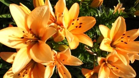 Top view of a lily bloom, camera slider movement shot Stock Footage 172640696