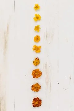Top view on line of flowers from small to big on white wooden background. Mar Stock Photos