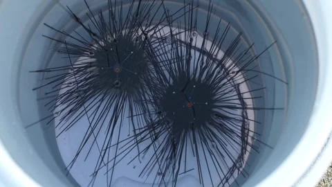 Top view of live black sea urchins in seawater inside white bucket Stock Footage 339472378
