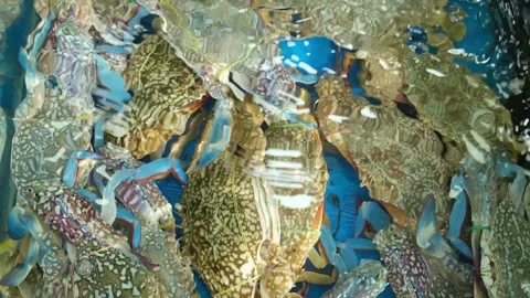 Top View of Live Crabs Moving in Aquarium Water Vídeos de archivo 337623568