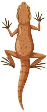 Top View of a Lizard Illustration Stock Illustration