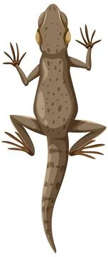 Top View of a Lizard Illustration Stock Illustration