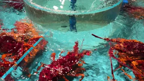 Top View of Lobster inside a Water Tank Stock Footage 221722711