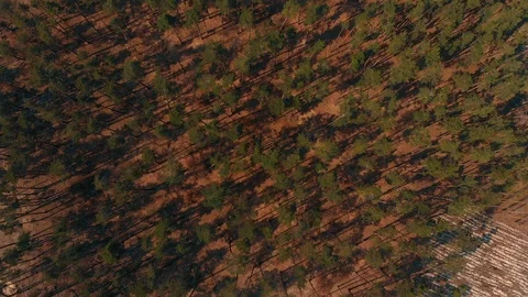 Top view of logged forest Stock Footage 93195047