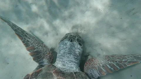 A top view of a loggerhead sea turtle feeding Stock Footage 238779990