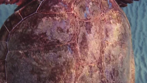 Top view of a loggerhead sea turtle swimming across the frame Stock Footage 238837795