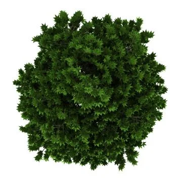 Top view of london plane tree isolated on white background Stock Illustration