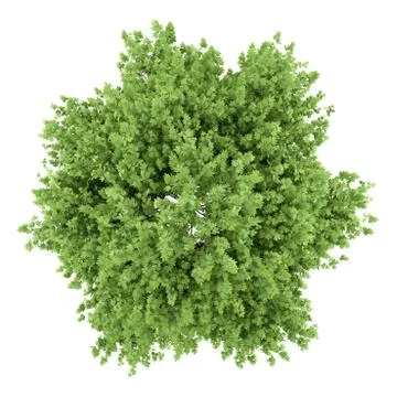 Top view of london plane tree isolated on white background Illustrazione stock