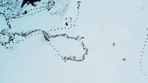 Top View of a Lone Horse Walking on Snow Stock Footage 324994980