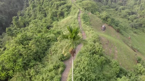 Top view of a lone palm tree, near the trail of artists among the lush jungles i Stock Footage 130838892