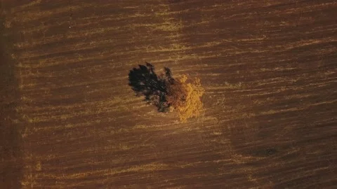 Top view of a lone tree with red, yellow and orange leaves in a field, steppe Stock Footage 153085428
