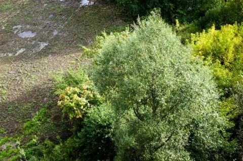 Top view of a lone willow tree. The grass and puddles around him. Stock Photos