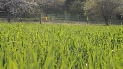 Top view of long green grass in the meadow, field. Fresh green grass pattern Video stock 153981848