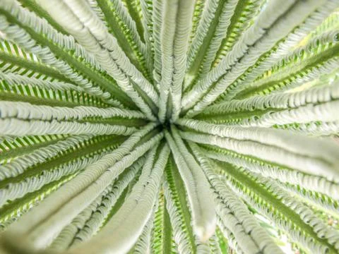 Top view of long leafs Stock Photos