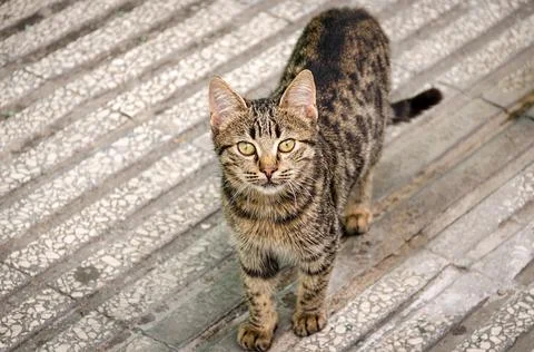 Top view of a looking tabby cat Stock Photos