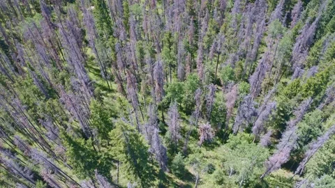 Top view lots of Pine trees Stock Footage 233291409