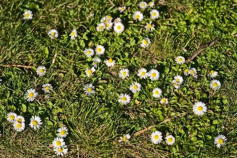 Top view of lots of small single low growing chamomile (Mayweed) flowers, Dublin Stock Photos