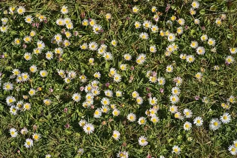 Top view of lots of small single low growing chamomile (Mayweed) flowers Stock Photos