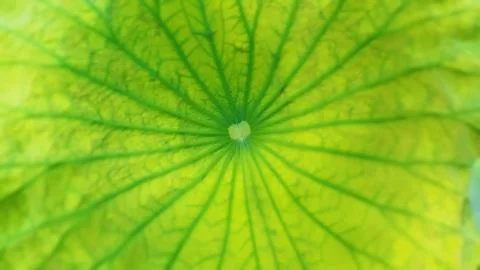 Top view of lotus green leaf texture background Stock Photos