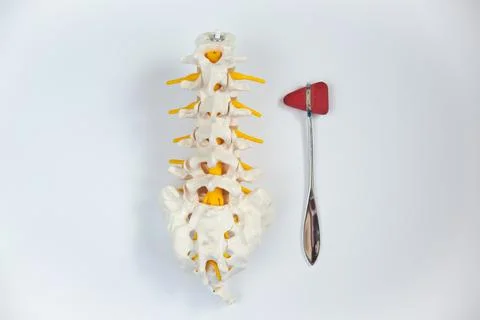 Top view of lumbar spine model and reflex hammer. Stock Photos