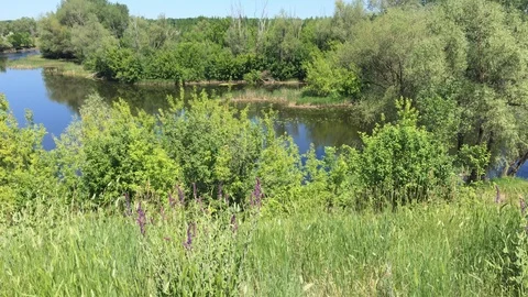 Top view of the lush forest-covered shores. 4K 動画素材 109435294