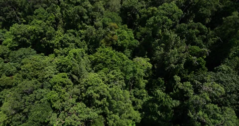 Top view of lush green canopy of Langkawi rainforest from above Stock Footage 315205697
