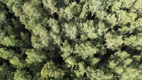 Top view of a lush green forest in summer Stock Footage 303852218