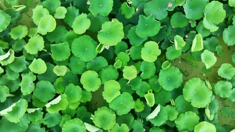 Top view of a lush pond filled with vibrant green lotus leaves 스톡 동영상 341908260
