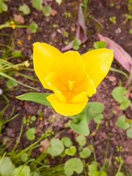 Top View Macro of Bright Yellow Open Tulip Flower Blooming Stock Photos