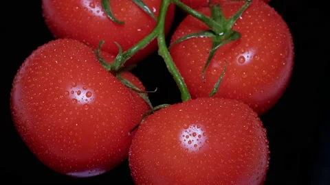 Top view macro of fresh red wet tomatoes Stock Footage 170554159