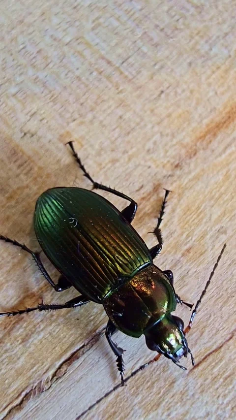 Top View Macro Of Green Beetle Stock Footage 335275722