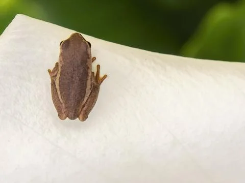 Top view macro photography of a tiny brown tree frog standing on a white call Foto stock