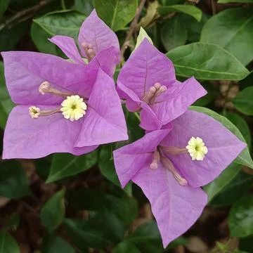 Top view macro shot of fresh purple bougainvillea petals and green leaves Stock Photos
