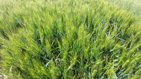 Top view macro shot of green wheat ears waving in a field during summer Vidéo 338282371