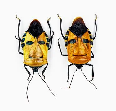Top view macro shot of two man-faced bug specimens, Catacanthus incarnatus,.. Stock Photos