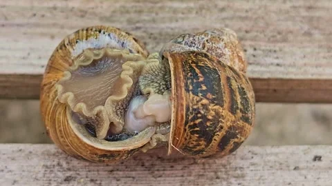 Top View Macro of Two Garden Snails During Mating Stock Footage 340538902