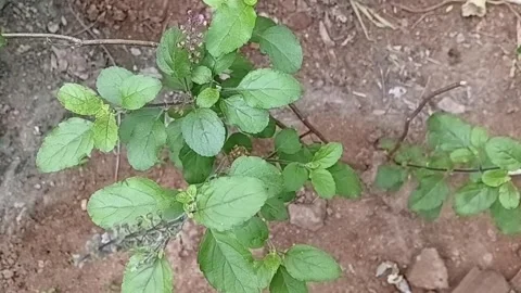 Top View Of Maduruthela Holy Basil Herb Plant Green Leaves Stock Footage 340201486