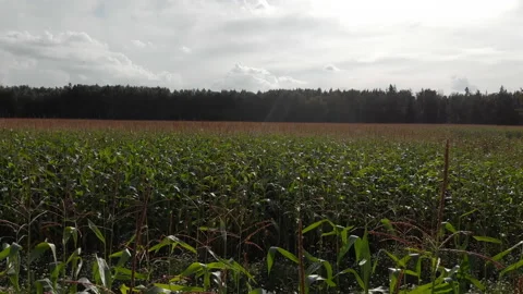 Top view of maize field Stock Footage 138560514