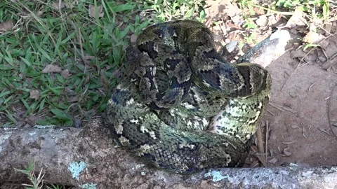 Top view of Malagasy tree boa in natural habitat, eastern Madagascar Stock Footage 313563463