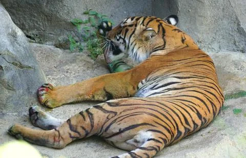 The top view of a Malayan tiger relaxing on the ground Stock Photos