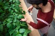Top View Of Man Gardener Standing In Greenhouse, Spraying Plants With Water. Stock Photos