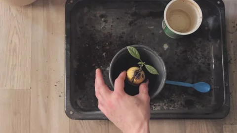 Top view of man hands planting avocado seed with green sprout in a flower pot Stock Footage 231328610
