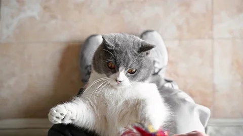 Top view man playing with a lovely british shorthair cat with feathers Stock Footage 167293559